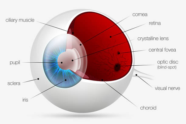 7 PARTS OF EYES