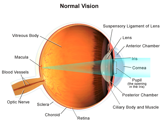 CORRECT VISION OF EYES